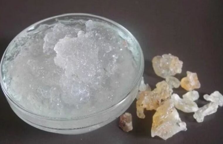 Gond : गंभीर स्वास्थ्य लाभ वाला पत्थर जैसा पदार्थ, विभिन्न बीमारियों के इलाज में इसके फायदे की खोज