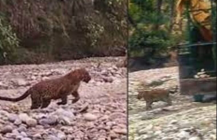 Ghaziabad News: तेंदुआ के घुसने से आम जनता में दहशत, वन विभाग और GDA नाकाम रहे