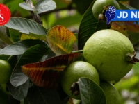 Guava leaves कुल्ला करते ही इन हरी पत्तियों को बासी मुंह चबाकर खा लें