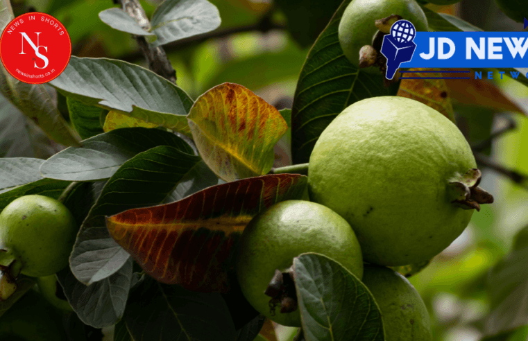 Guava leaves : कुल्ला करते ही इन हरी पत्तियों को बासी मुंह चबाकर खा लें